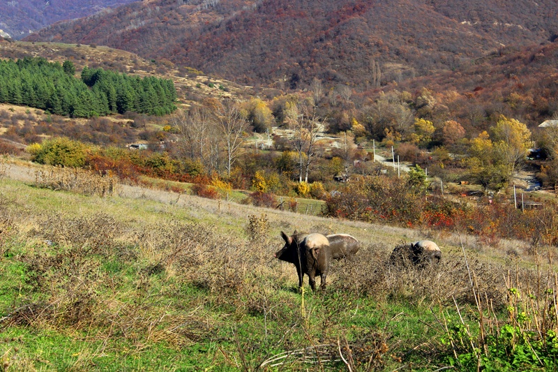 Цхинвальский район фото