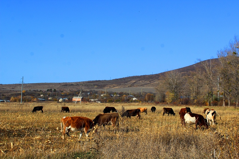 Цхинвальский район фото