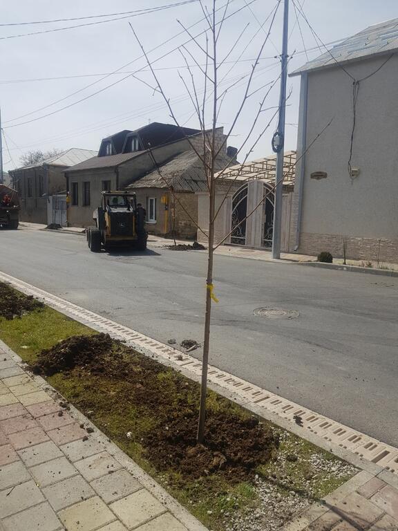 Айва японская скарлет шторм. Айва японская саженцы. Ивня поселок городского типа высадка саженцев апрель 2022. Ленгородок ростов-на-дону. Саженцы краснодар победы.