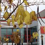 Уходящая осень в Цхинвале в фотоленте «Реса» 